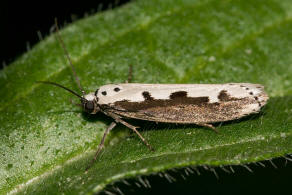 Ethmia bipunctella / Natternkopf-Flachleibmotte / Nachtfalter - Flachleibmotten - Depressariidae - Ethmiinae