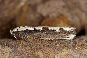 Ethmia bipunctella / Natternkopf-Flachleibmotte / Nachtfalter - Ethmiidae