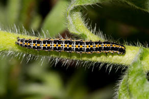 Ethmia bipunctella / Natternkopf-Flachleibmotte / Nachtfalter - Flachleibmotten - Depressariidae - Ethmiinae