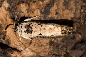 Hedya salicella / Weiden-Knospenwickler / Nachtfalter - Wickler - Tortricidae - Olethreutinae