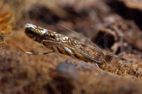 Macrosaccus robiniella / Robinien Miniermotte / Nachtfalter - Miniermotten - Gracillariidae - Lithocolletinae