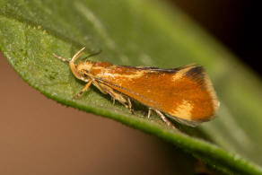 Metalampra italica / Ohne deutschen Namen / Nachtfalter - Faulholzmotten - Oecophoridae