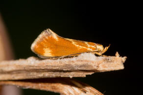 Metalampra italica / Ohne deutschen Namen / Nachtfalter - Faulholzmotten - Oecophoridae