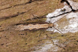 Plutella xylostella / Kohlschabe / Kohlmotte / Nachtfalter - Schleier- und Halbmotten - Plutellidae