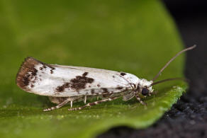 Prays fraxinella / Eschenzwieselmotte / Nachtfalter - Praydidae