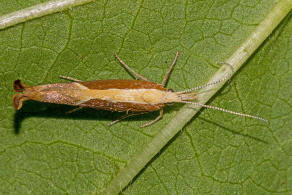 Ypsolopha dentella (Fabricius, 1775) / Nachtfalter - Ypsolophidae - Ypsolophinae