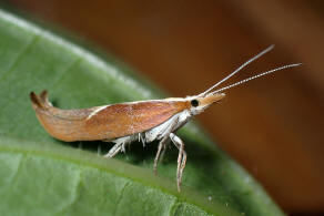 Ypsolopha dentella (Fabricius, 1775) / Nachtfalter - Ypsolophidae - Ypsolophinae