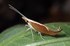 Ypsolopha dentella (Fabricius, 1775) / Nachtfalter - Ypsolophidae - Ypsolophinae