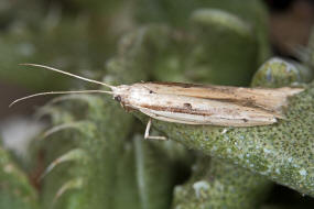 Ypsolopha mucronella / Ohne deutschen Namen / Nachtfalter - Ypsolophidae - Ypsolophinae