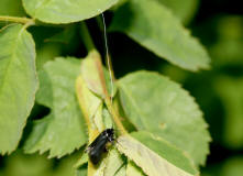 Adela reaumurella / Grner Langfhler / Langhornmotten - Adelidae