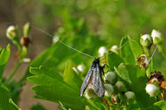 Adela reaumurella / Grner Langfhler / Langhornmotten - Adelidae