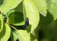 Adela reaumurella / Grner Langfhler / Langhornmotten - Adelidae