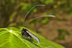 Adela reaumurella / Grner Langfhler / Langhornmotten - Adelidae