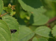 Adela reaumurella / Grner Langfhler / Langhornmotten - Adelidae