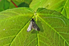 Adela reaumurella / Grner Langfhler / Langhornmotten - Adelidae