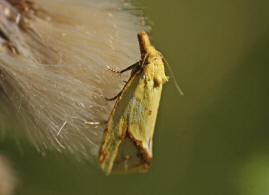 Agapeta hamana / Ohne deutschen Namen / Wickler - Tortricidae