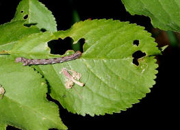 Agriopis marginaria  / Graugelber Breitflgelspanner (Raupe) / Nachtfalter - Spanner - Geometridae - Ennominae