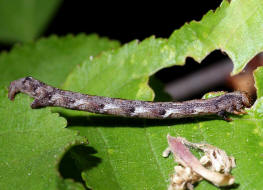Agriopis marginaria  / Graugelber Breitflgelspanner (Raupe) / Nachtfalter - Spanner - Geometridae - Ennominae
