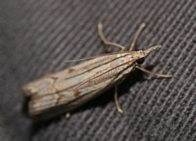 Agriphila geniculea / "Grasznsler" / Nachtfalter - Znsler - Pyralidae - Crambinae