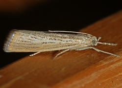 Agriphila straminella / Ohne deutschen Namen / Nachtfalter - Znsler - Crambidae