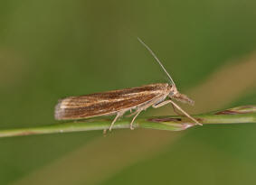 Agriphila tristella / "Grasznsler" / Nachtfalter - Znsler - Pyralidae - Crambinae
