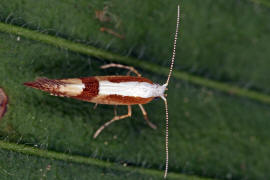 Argyresthia pruniella / Kirschbltenmotte / Nachtfalter - Knospenmotten - Argyresthiidae