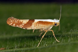 Argyresthia pruniella / Kirschbltenmotte / Nachtfalter - Knospenmotten - Argyresthiidae