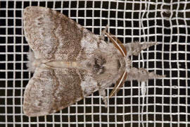 Calliteara pudibunda / Buchen-Streckfu / Nachtfalter - Eulenfalter - Noctuidae / Unterfamilie: Trgspinner - Lymantriinae