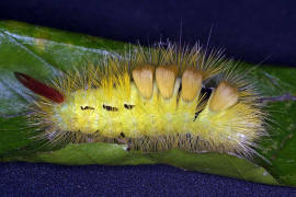 Buchen-Streckfu / Calliteara pudibunda / Nachtfalter - Eulenfalter - Noctuidae / Unterfamilie: Trgspinner - Lymantriinae