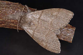 Calliteara pudibunda / Buchen-Streckfu / Nachtfalter - Eulenfalter - Noctuidae / Unterfamilie: Trgspinner - Lymantriinae