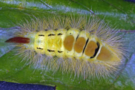 Buchen-Streckfu / Calliteara pudibunda / Nachtfalter - Eulenfalter - Noctuidae / Unterfamilie: Trgspinner - Lymantriinae