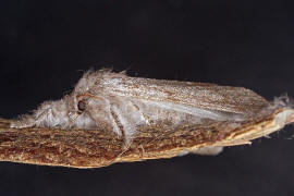 Calliteara pudibunda / Buchen-Streckfu / Nachtfalter - Eulenfalter - Noctuidae / Unterfamilie: Trgspinner - Lymantriinae