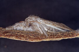 Calliteara pudibunda / Buchen-Streckfu / Nachtfalter - Eulenfalter - Noctuidae / Unterfamilie: Trgspinner - Lymantriinae