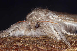 Calliteara pudibunda / Buchen-Streckfu / Nachtfalter - Eulenfalter - Noctuidae / Unterfamilie: Trgspinner - Lymantriinae