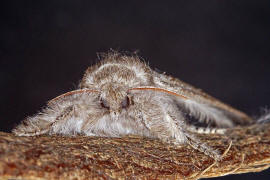 Calliteara pudibunda / Buchen-Streckfu / Nachtfalter - Eulenfalter - Noctuidae / Unterfamilie: Trgspinner - Lymantriinae