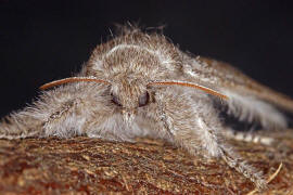 Calliteara pudibunda / Buchen-Streckfu / Nachtfalter - Eulenfalter - Noctuidae / Unterfamilie: Trgspinner - Lymantriinae