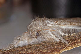 Calliteara pudibunda / Buchen-Streckfu / Nachtfalter - Eulenfalter - Noctuidae / Unterfamilie: Trgspinner - Lymantriinae