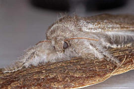 Calliteara pudibunda / Buchen-Streckfu / Nachtfalter - Eulenfalter - Noctuidae / Unterfamilie: Trgspinner - Lymantriinae