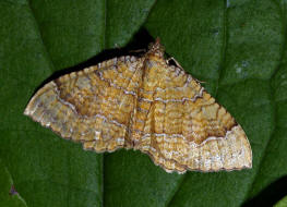 Camptogramma bilineata / Ockergelber Blattspanner / Nachtfalter - Spanner - Geometridae - Larentiinae