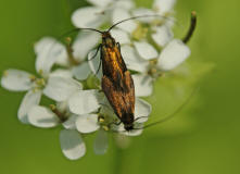 Cauchas rufimitrella / Rotsilberne Langhornmotte / Langhornmotten - Adelidae