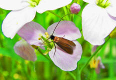 Cauchas rufimitrella / Rotsilberne Langhornmotte / Langhornmotten - Adelidae