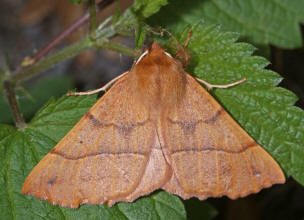 Colotois pennaria / Federfhler-Herbstspanner / Nachtfalter - Spanner - Geometridae - Ennominae