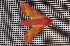 Deilephila porcellus / Kleiner Weinschwrmer / Nachtfalter - Schwrmer - Sphingidae - Macroglossinae