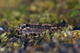 Eilema depressa / Nadelwald-Flechtenbrchen / Nachtfalter - Eulenfalter - Erebidae - Brenspinner - Arctiinae - Lithosiini