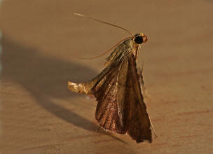 Endotricha flammealis  / Geflammter Kleinznsler / Znsler - Pyralidae - Pyralinae