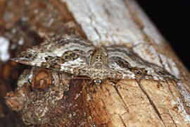 Epirrhoe alternata / Graubinden Labkraut-Spanner / Nachtfalter - Spanner - Geometridae - Larentiinae