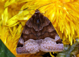 Euclidia glyphica / Braune Tageule / Eulenfalter - Erebidae - Erebinae