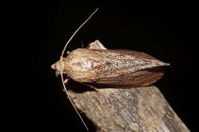 Galleria mellonella / Groe Wachsmotte / Nachtfalter - Znsler - Pyralidae - Galleriinae