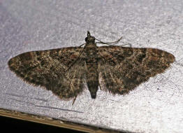 Gymnoscelis rufifasciata / Rotgebnderter Bltenspanner / Nachtfalter - Spanner - Geometridae - Larentiinae