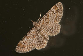 Gymnoscelis rufifasciata / Rotgebnderter Bltenspanner / Nachtfalter - Spanner - Geometridae - Larentiinae